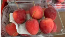 Apel Cherry